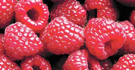 courteous raspberry erome|Roses & raspberries – San Diego Union.